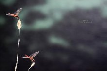 [Silence. Silent flight} / ***