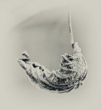cradle / ...........................