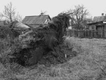 The root of wisdom / ***