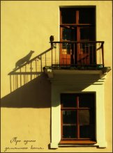 About a house cat ... / ~~~~~