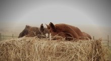 Bunnies in the fog / ***