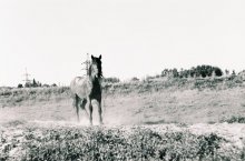 Horse / .........