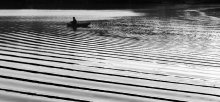 stripes / ***