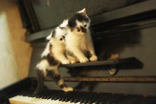 Schwarz und weiß / Kat Tramell