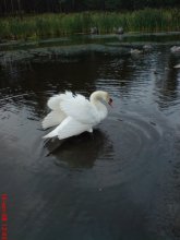 Handsome swan / .............................................