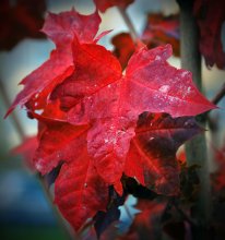 Maple / ***