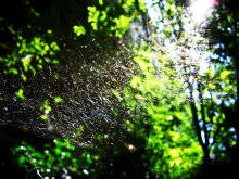 in the web / ***