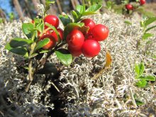 Wunderbare Frucht / ***