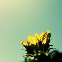 Life (continued) / ***
