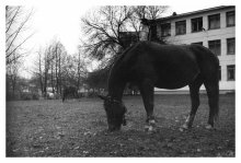Horses / fuji supreia 200