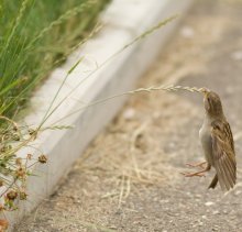 Episode (Life Bird) / ***