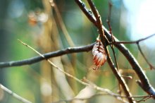 Spring / ==========