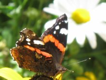 Schmetterling / ***