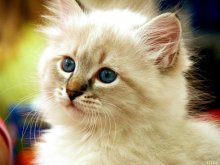 cat / ***