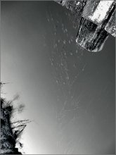 003 / ***