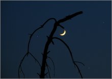 night owl / ***