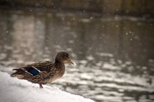 Es schneit / ***