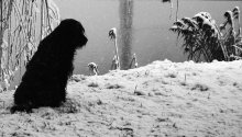 dog's life ... / ***