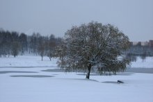 Posing a tree / ***