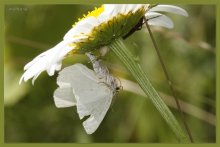 Tragedy under the flower / ***
