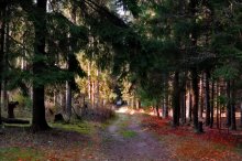 Herbst im Wald / *****