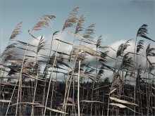 [ december wind ] / ***