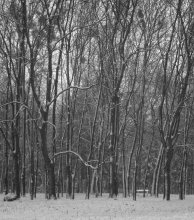 through the snow / ***