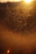 sun / ***