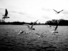 flight ... / .....