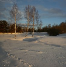 Birken / ***