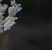 small life / ***