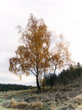Herbst / *****