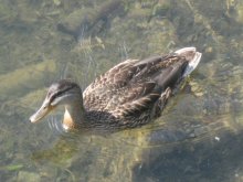 Duck / ***