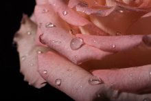 Rosa / ***