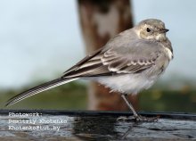 Wagtail / ***