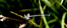 Dragonfly / ***