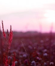 .feeling of pink. / ____________