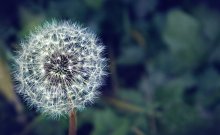 Dandelion! / =-=-=-=-=-=-=