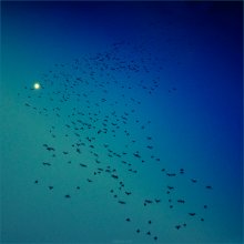 [ flights in the deep blue sky ] / ***