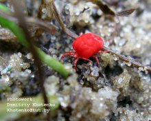 Red mite / ***