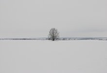 tree / ***