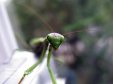 Mantis / .....