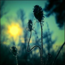 Morning / ***