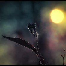 Sunset / ***