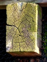Wrinkles tree / ***