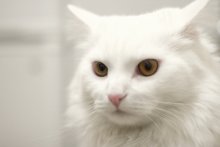 cat / ***