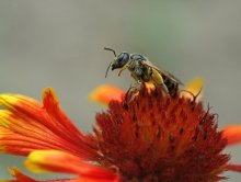 ... Erzielung der gewünschten ... / ***