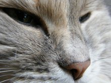 kisa4 / ***