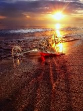 Red wine, water and sunset / ***