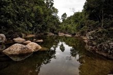 In the jungle / ***